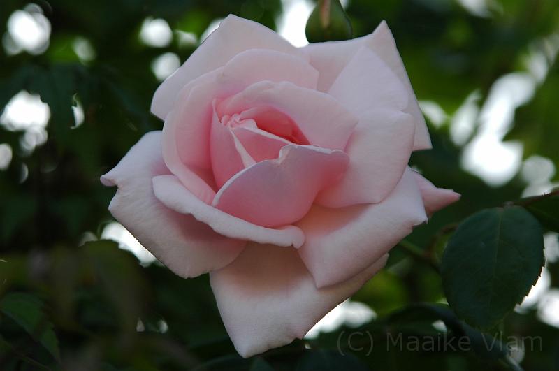 pink rose.jpg - (C)M.Vlam 2007 maaike.vlam@gmail.com